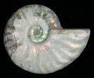 Silver Iridescent Ammonite - Madagascar #5348-1